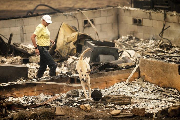 A search and rescue canine leaves a home leveled by the McKinney Fire on Monday in Klamath National Forest, Calif.