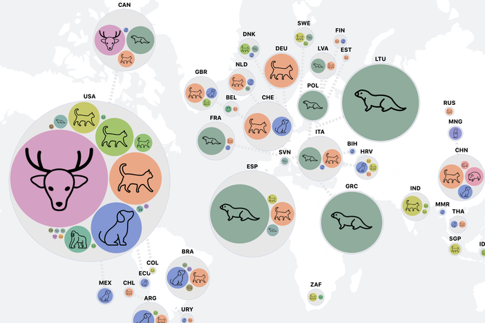 A screenshot of a map showing case counts of COVID-19 reported in different animal species, part of an interactive <a href="https://vis.csh.ac.at/sars-ani/#infections">COVID data tracking dashboard</a> rendered by Complexity Science Hub Vienna. The drawings represent the type of animal, including both domestic and wild; the size of the bubbles reflects the number of cases in each locale.