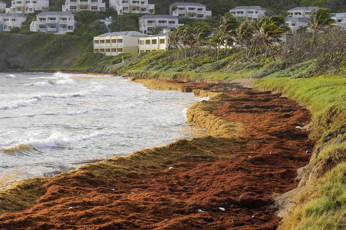 Seaweed covers the Atlantic shore in Frigate Bay, St. Kitts and Nevis, on Wednesday. A record amount of seaweed is smothering Caribbean coasts from Puerto Rico to Barbados.