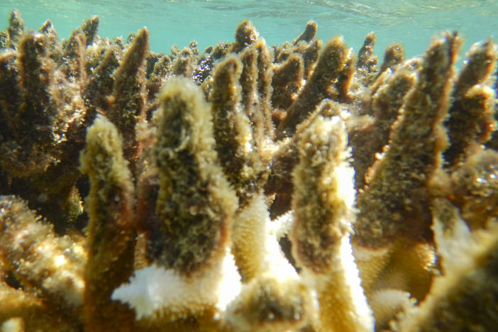 This photo supplied by the Great Barrier Reef Marine Park Authority (GBRMPA) shows diseased corals at a reef in the Cairns/Cooktown on the Great Barrier Reef in Australia, April 27, 2017.
