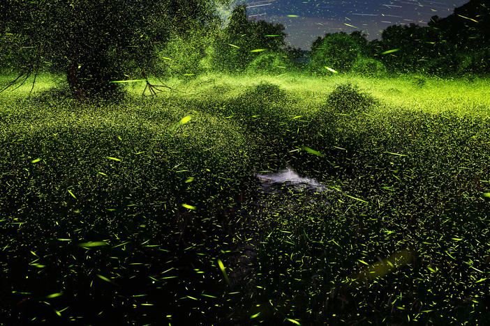Fireflies outside Pine Plains, N.Y., in June 2021. "I still can't quite believe that I get to see things like this happen in real time/real life and then get to experience it in a completely new way, all over again, when the images get built," Mauney said.