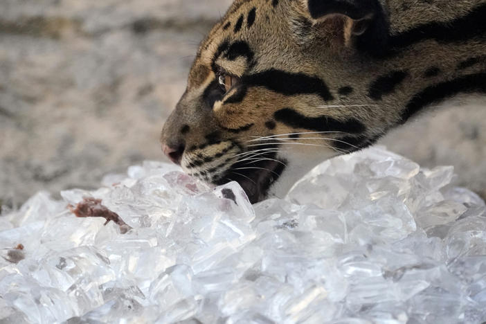 Zoos across the country are taking several steps to help animals beat the heat this summer.