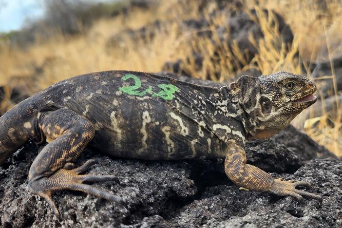 The Galápagos land iguana is making a comeback on Santiago Island. Conservationists say the species is showing signs of being successfully reintroduced.