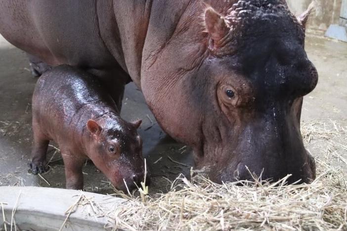 The baby calf and mother Bibi are healthy, and the zoo says they are "inseparable."