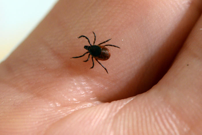 A vaccine candidate for Lyme disease is moving through the clinical pipeline, as the tick-borne disease spreads to new areas. Here, a tick is seen at the French National Institute of Agricultural Research.