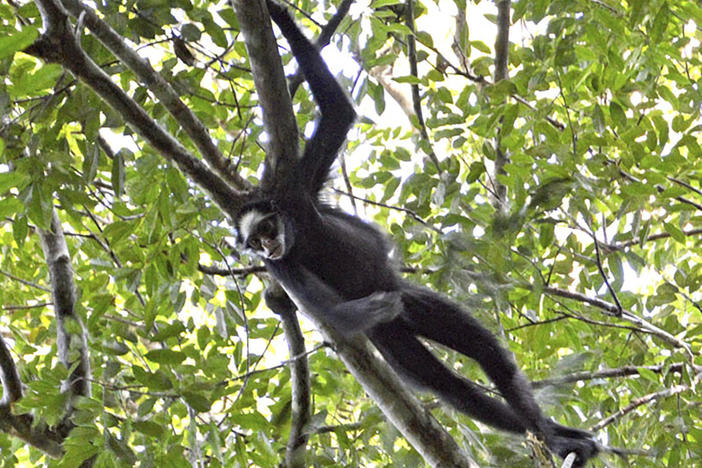 An endemic white-fronted spider monkey, an endangered species due to habitat loss, climbs a branch in Cristalino II State Park in the state of Mato Grosso, Brazil in July 2019.