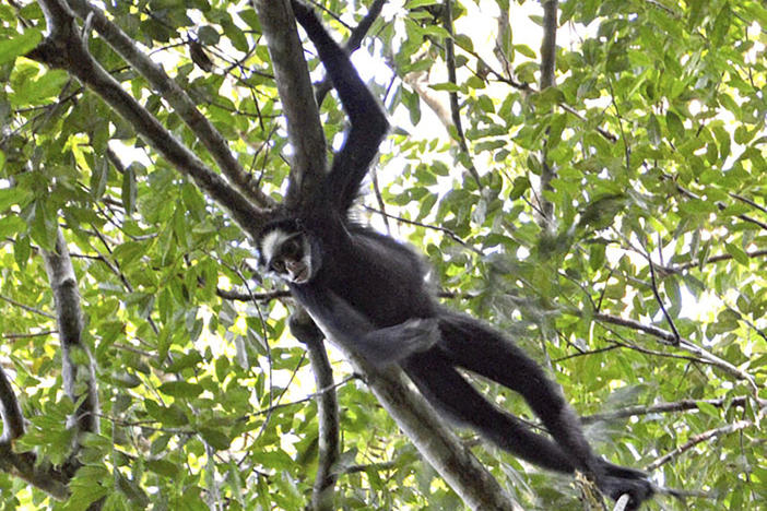 An endemic white-fronted spider monkey, an endangered species due to habitat loss, climbs a branch in Cristalino II State Park in the state of Mato Grosso, Brazil in July 2019.