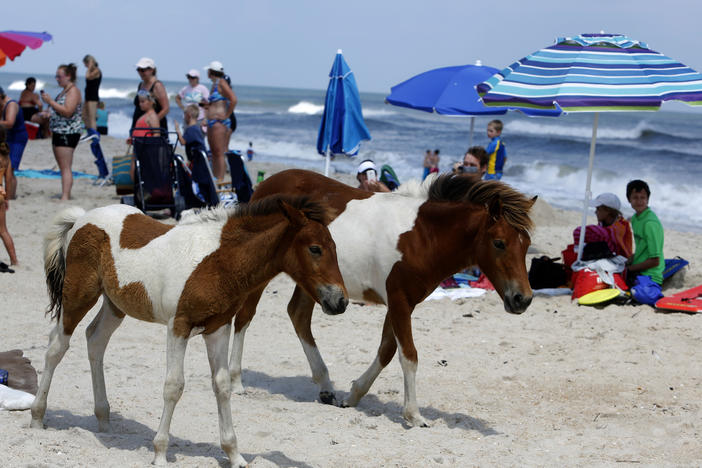 The wild ponies roam on South Ocean Beach at Assateague Island.