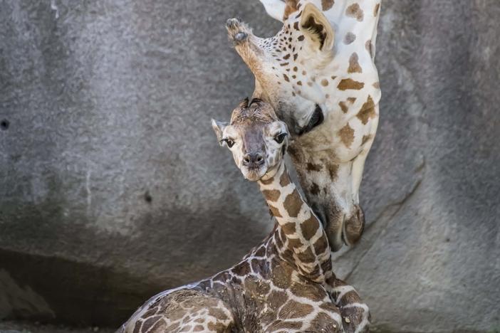 Ziggy, a female giraffe at the Milwaukee County Zoo looks over her new born male calf. The calf was birthed in front of visitors in their exhibit on Aug. 4.