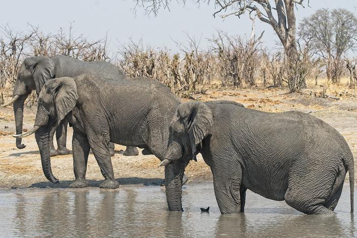 Elephants at a water pan in Hwange National Park in north western Zimbabwe. The sanctuary has a capacity for 15,000 elephants, but it currently hosts more than 45,000 according to ZimParks, the country's wildlife management authority.