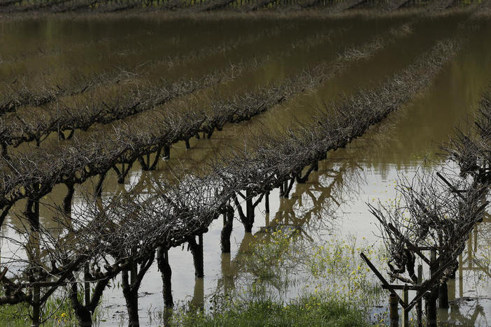 Grape vines at Korbel vineyards are submerged under floodwater Friday, Feb. 10, 2017, near Guerneville, Calif. The Central Valley produces $17 billion worth of crops every year. (AP Photo/Ben Margot)