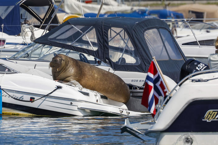Freya the walrus is pictured sitting on a boat in Frognerkilen in Oslo, Norway, on July 18. Authorities in Norway said on Sunday that they have euthanized the walrus that had drawn crowds of spectators in the Oslo Fjord after concluding it posed a risk to humans.