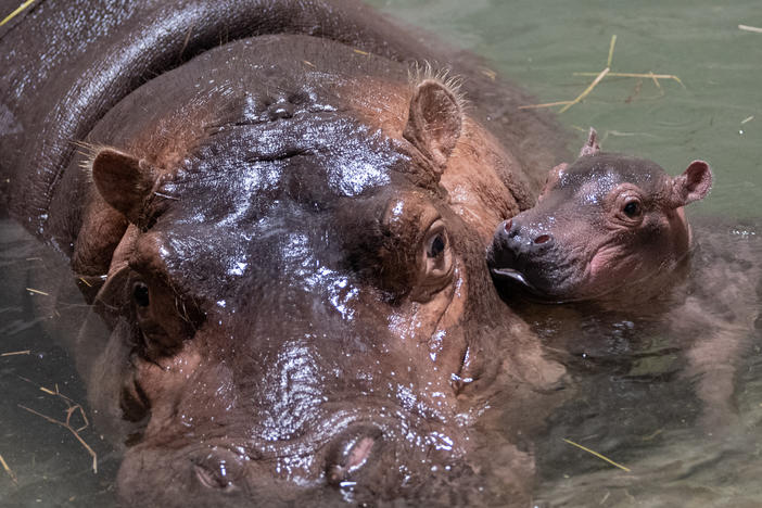The Cincinnati Zoo named its baby hippo Fritz. The healthy baby calf was born Aug. 3.
