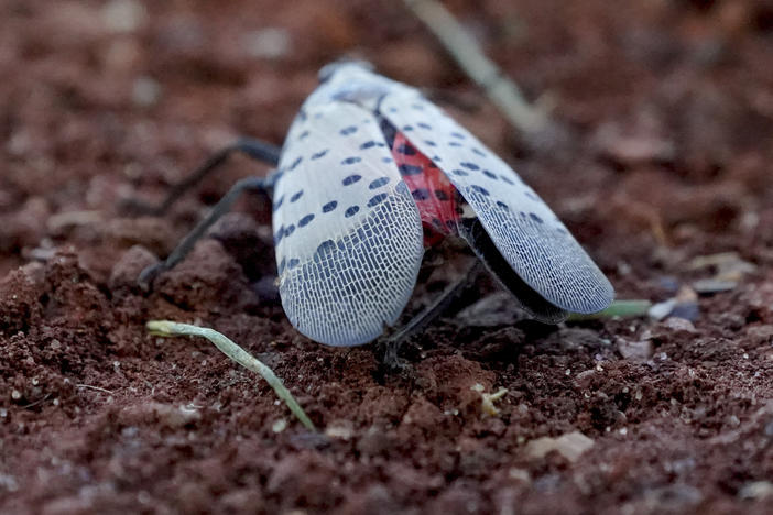 A spotted lanternfly creeps on the ground during a baseball game in Pittsburgh in 2021.