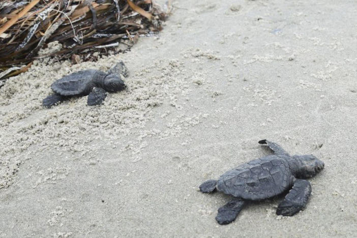 This undated photo provided by the Coastal Protection and Restoration Authority in August 2022 shows a newly hatched Kemp's ridley sea turtle making its way out to the Gulf of Mexico from Louisiana's Chandeleur Islands.