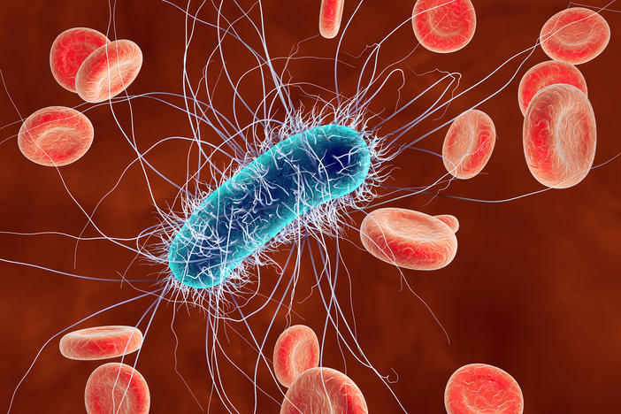 This computer illustration shows the E. coli bacteria in blood. An outbreak in Michigan and Ohio is under investigation as health officials try to determine the source.