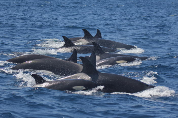 An orca pod seen in the Strait of Gibraltar in 2021.