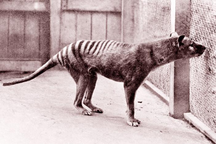 Now extinct, a Tasmanian tiger (thylacine) is seen in the Hobart Zoo in Tasmania in 1933.