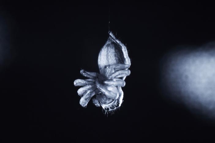 A recent study found jumping spiders exhibit REM sleep-like activity while resting.