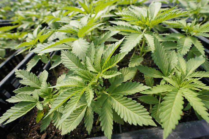 Marijuana plants for the adult recreational market are seen in a greenhouse at Hepworth Farms in Milton, N.Y., Friday, July 15, 2022.