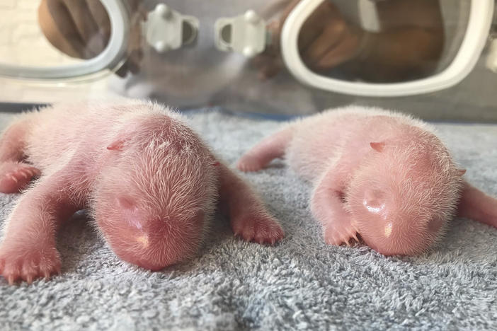 This photo taken at the Qinling Giant Panda Research Center, shows newly born twin panda cubs, male at left and female at right, in Xi'an, in northwestern China's Shaanxi Province.