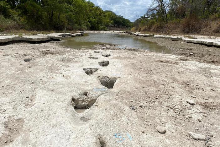 Dinosaur Valley State Park is home to many dinosaur tracks, but when drought conditions caused Paluxy River to dry up, it revealed tracks that are usually not visible.