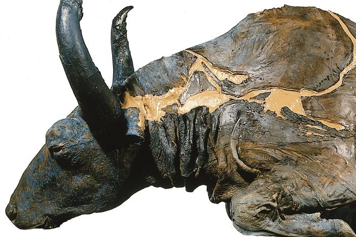 Gold miners discovered the mummified Steppe Bison now called "Blue Babe." Researchers believe it is more than 55,000 years old. Unfortunately, radiocarbon dating tools can't measure any further back that.