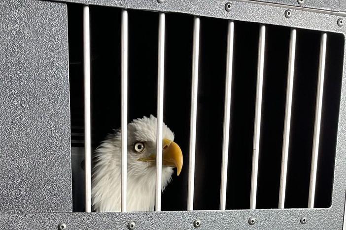 Clark's team strongly recommends you don't poke your fingers through the window of Clark's crate.