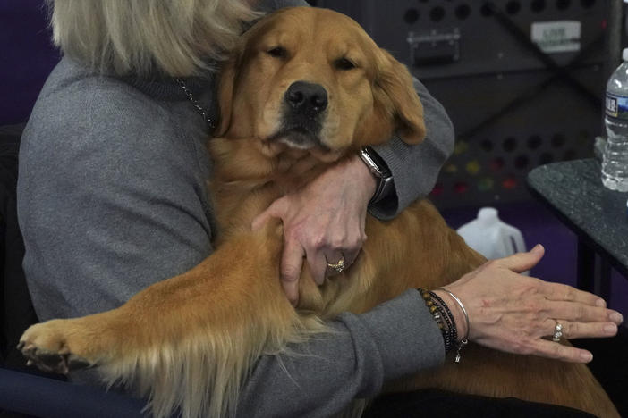 A new study claims that dogs exhibit emotional tearing like humans do.