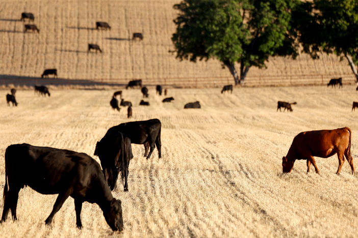 Cattle graze amid drought conditions near Ojai, Calif., on June 21. Drought in parts of the country have forced some ranchers to slaughter their cattle early, leading to a drop in beef prices that will only be temporary.