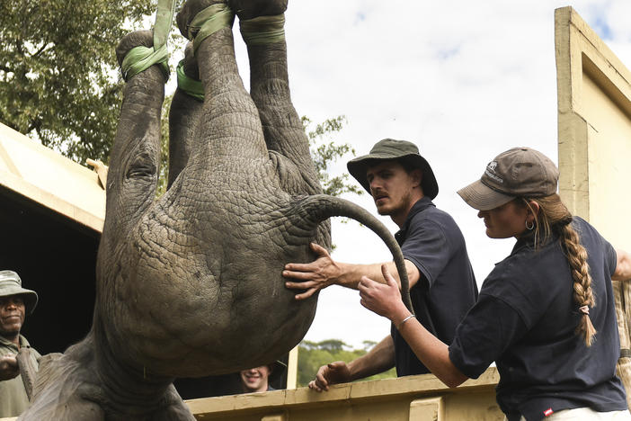 An elephant is hoisted into a transport vehicle at the Liwonde National Park southern Malawi, July 10 2022. In neighboring Zimbabwe, more than 2,500 wild animals are being moved from a southern reserve to one in the country's north.