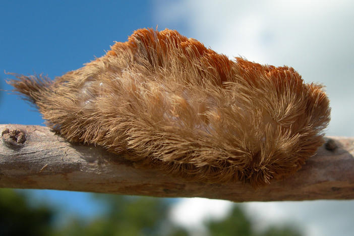 The puss caterpillar has venomous barbs along its hairy body. A sting from the insect causes extreme pain and can result in blisters that can last for weeks.