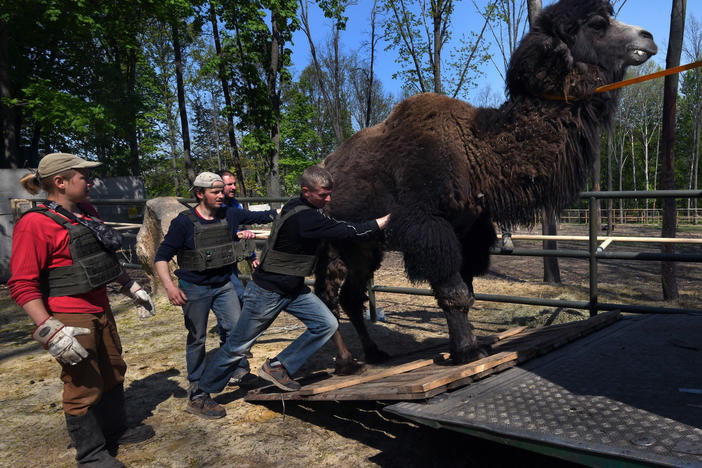 Staff and volunteers load a camel into a vehicle to be evacuated from Feldman Ecopark in Kharkiv, Ukraine, on May 4. The zoo has been shelled repeatedly during the Russian invasion. At least five staff or volunteers were killed and nearly 100 animals at the zoo died as of April.