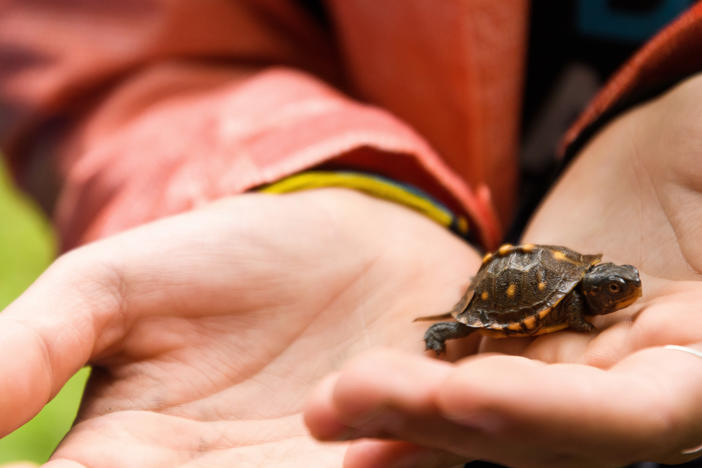 Somers holds a baby box turtle, which could live to be 100 years old. The Box Turtle Connection plans to study turtles like these for at least the next century with the help of dedicated volunteers.