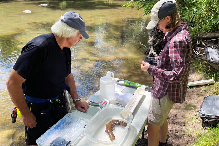 Peter Petokas, from the Clean Water Institute at Lycoming College, and Michelle Herman, from The Wetland Trust, with a young hellbender they helped raise in captivity and released in 2018.