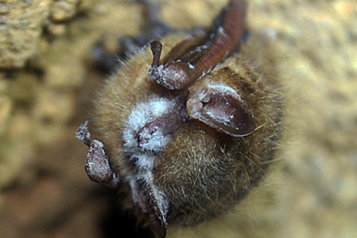 White-nose syndrome, a fungus that attacks bats during hibernation, is decimating bat populations across North America, including the tricolored bat pictured above.