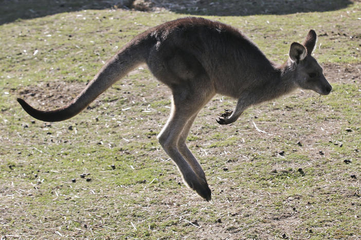 A grsy kangaroo hops along a hill side in the Wombeyan Karst Conservation Reserve near Taralga, southwest of Sydney, Australia, in August 2016. A 77-year-old man has died after a rare kangaroo attack in remote southwest Australia, police said on Tuesday.