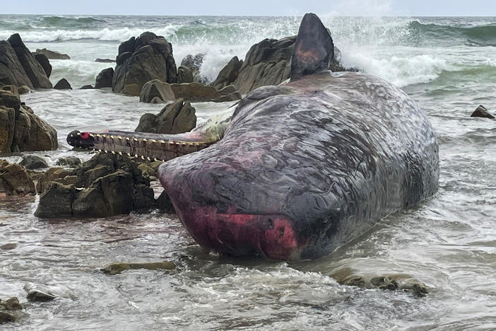 One of 14 dead sperm whales lies washed up on a beach at King Island, north of Tasmania, Australia, on Tuesday.