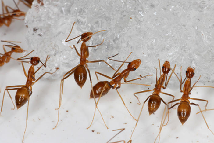 In this photo provided by the U.S. Fish and Wildlife Service, yellow crazy ants are seen in a bait testing efficacy trial at the Johnston Atoll National Wildlife Refuge in December, 2015. An invasive species known as the yellow crazy ant has been eradicated from the remote U.S. atoll in the Pacific.