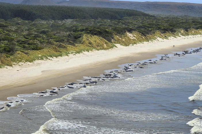 This photo released by Department of Natural Resources and Environment Tasmania, shows whales stranded on Ocean Beach on the west coast of Tasmania of Australia, Sept. 21, 2022.