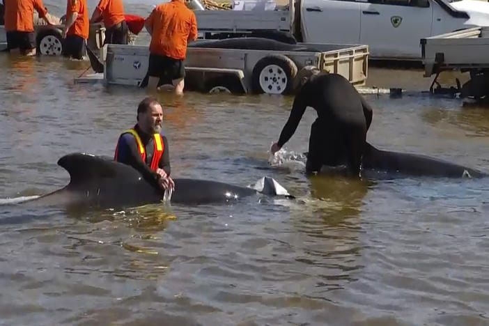 This image from a video shows rescuers in shallow waters with whales near Strahan, Australia, on Thursday.
