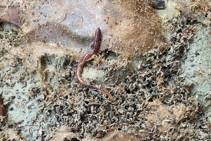 NPR's Scott Simon keeps hundreds of compost worms like this one in a bin on his balcony.