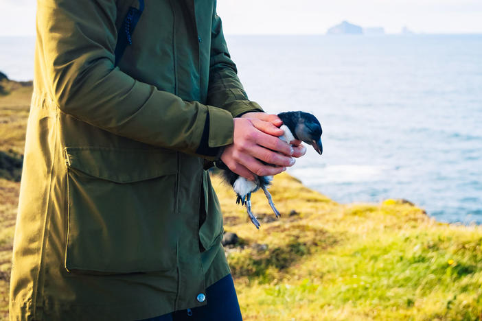 Digital creator Kyana Sue Powers says residents of Vestmannaeyjar treat puffling season as a regular part of life. "It's just what you do, it's as normal to do as recycling cans," she told NPR.