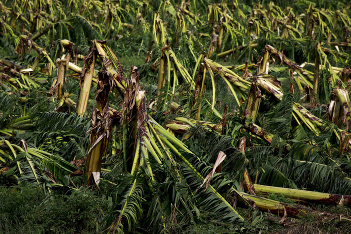 Hurricane Fiona damaged Puerto Rico's plantain crops, like this field in Guánica, Puerto Rico.