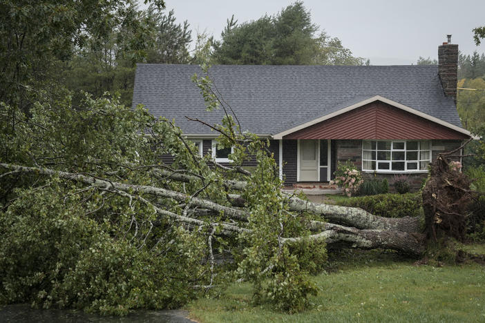 A downed tree from Post-Tropical Storm Fiona sits in the front yard of a home on Sept. 24 in Irish Cove, Nova Scotia on Cape Breton Island in Canada.