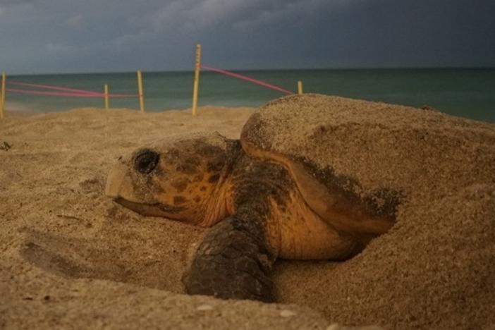 Sea turtle activities are conducted under Florida Fish and Wildlife Conservation Commission Marine Turtle Permits. Turtle images were acquired while conducting authorized research.