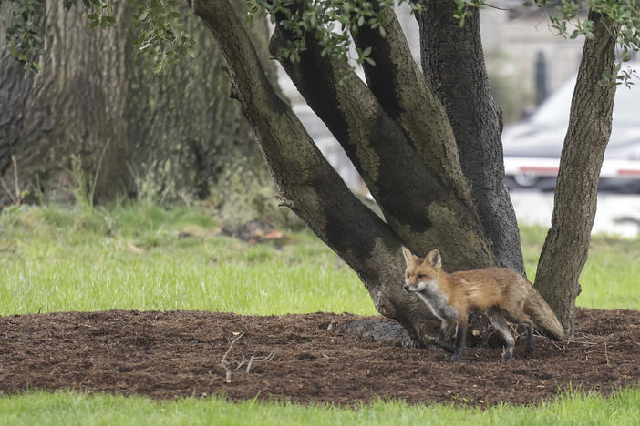 A fox walks near Upper Senate Park on the grounds of the U.S. Capitol on April 5. Multiple people reported being bitten by the fox, that later tested positive for rabies.