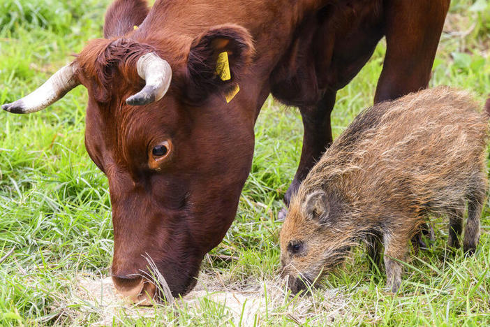 Wild boar Frieda eats next to a cow Thursday in a pasture in Holzminden, Germany.