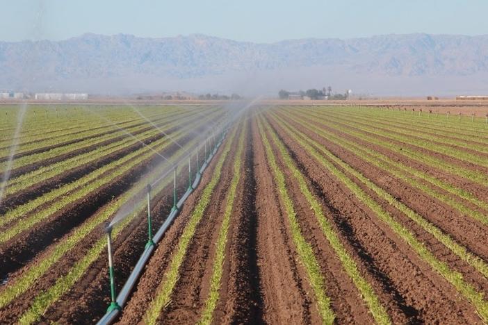 Sprinklers deliver vital Colorado River water to a field of celery in California's Imperial Valley. The Imperial Irrigation District draws enough water from the river each year to cover 470,000 acres with 5 feet of water.