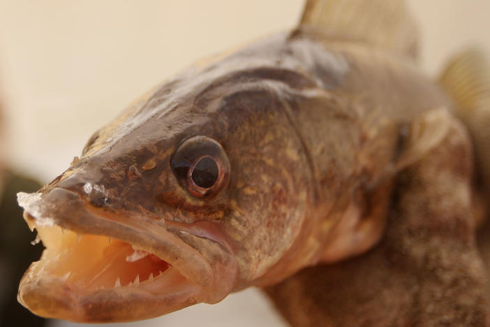 A walleye fishing tournament in Ohio was the scene of outrage when egg-shaped lead weights were found in fish. The two-person team who submitted them had the heaviest catch, before they were disqualified. This file photo shows a fish that's not involved in the scandal.